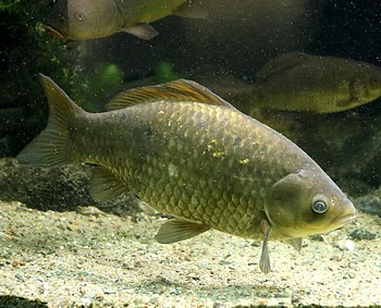Carassius auratus gibelio Giebel Carassius auratus gibelio Giebel