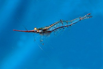 Caridina gracilirostris Rote Nashorngarnele