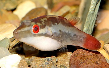 Carinotetraodon irrubesco Rotschwanz-Kammkugekfisch 