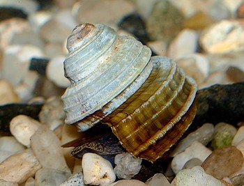 Celetaia persculpta, Blaue Turboschnecke, S��wasserschnecke
