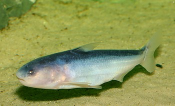 Cetopsis coecutiens Blauer Walwels 