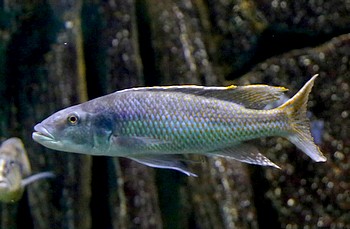 Champsochromis caeruleus 