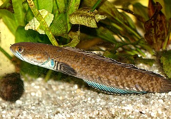 Channa andrao Neonblauer Zwergschlangenkopf 