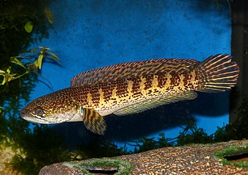 Channa aurantimaculata