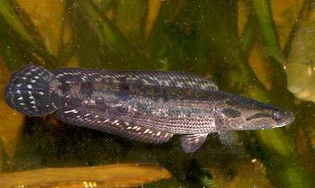 Channa lucius Glänzender Schlangenkopf 