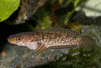 Channa quinquerfasciatus 