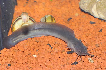 Channallabes apus Aalwels 