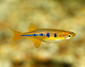 Laubuca dadyburjori, Dadyburjors Kielbauchb�rbling