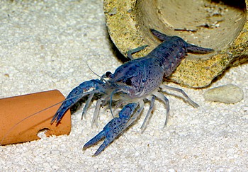 Cherax destructor 