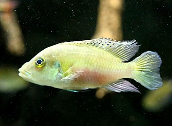 Chromidotilapia guntheri 