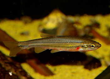 Chrosomus erythrogaster