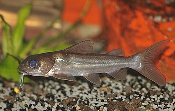 Chrysichthys longipinnis 