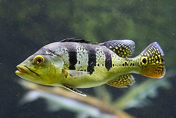 Cichla kelberi Cichla kelberi