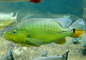 Cichla melaniae Xingu-Kammbarsch