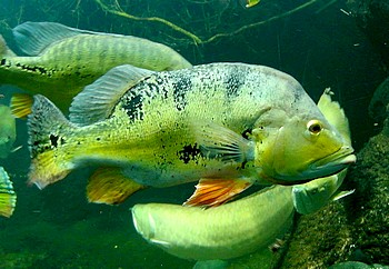 Cichla ocellaris Grüner Augenfleck-Kammbarsch Cichla ocellaris Grüner Augenfleck-Kammbarsch