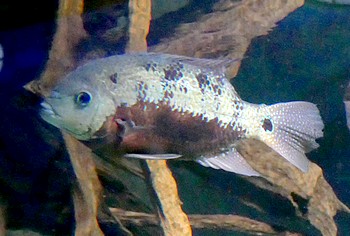 Cincelichthys pearsei Cincelichthys pearsei