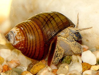 Cipangopaludina leucythoides Tigerturmdeckelschnecke 006