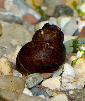 Cipangopaludina chinensis Torpedoschnecke , S��wasserschnecke