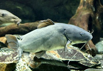 Clarotes laticeps