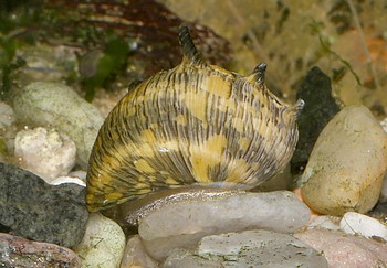 Clithon cf subgranosa 