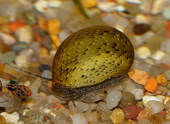 Clithon oualaniensis, Bunte Zwergdiamantschnecke, S��wasserschnecke