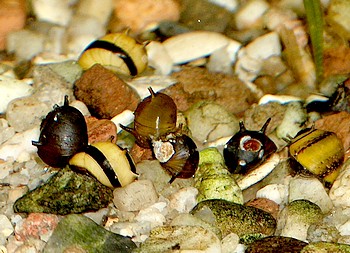 Clithon sowerbyana Geweihschnecke, S��wasserschnecke