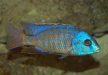 Copadichromis boadzulu, Boadzulu-Buntbarsch