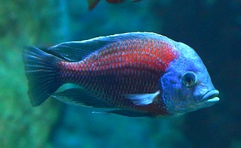 Copadichromis borleyi 