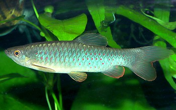 Copeina guttata Forellensalmler 