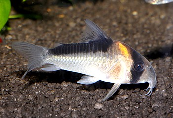Corydoras adolfoi, Adolfos Panzerwels