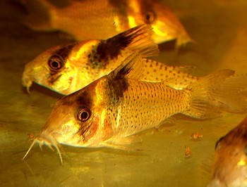 Corydoras amandajanea Janes Panzerwels 