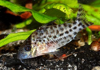 Corydoras ambiacus Gepunkteter Panzerwels