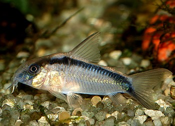 Corydoras arcuatus Stromlinienpanzerwels