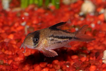 Corydoras spec. �deckeri� - C3 
