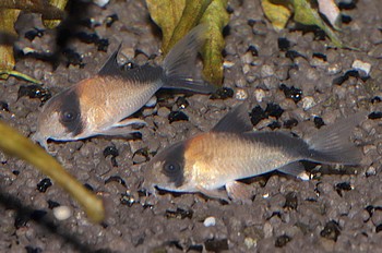 Corydoras davidsandi 