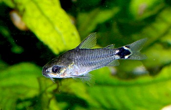 Corydoras hastatus Sichelfleckpanzerwels 
