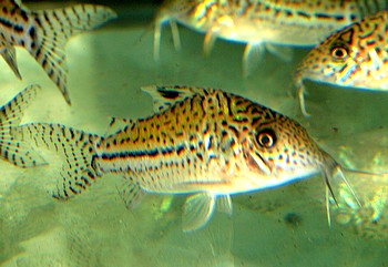 Corydoras leopardus 