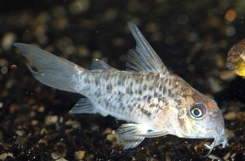 Corydoras loretoensis Loreto-Panzerwels 