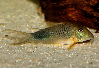 Corydoras ourastigma Spitzkopf-Schwanzfleckpanzerwels 