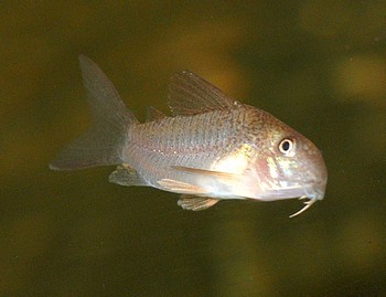 Corydoras polysticus