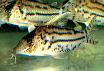 Corydoras pulcher