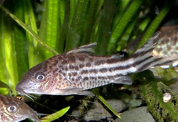 Corydoras robineae Flaggenschwanz-Panzerwels 