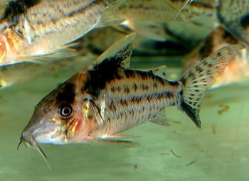 Corydoras robustus Riesen-Panzerwels 