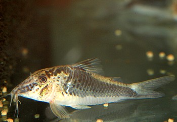 Corydoras semiaquilus 