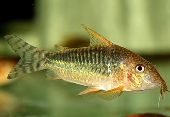 Corydoras seussi Seuss Prachtpanzerwels 