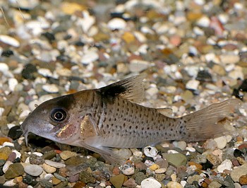 Corydoras spec C 21 