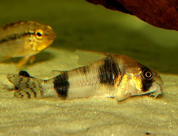 Corydoras tukano Tukano-Panzerwels 