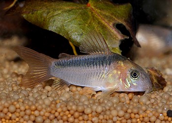 Corydoras zygatus, Z�gelpanzerwels 