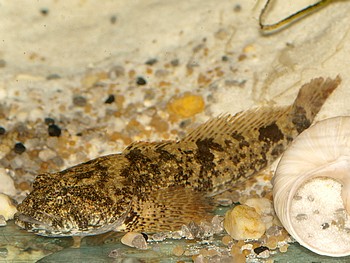 Cottus bairdi 