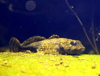 Cottus gobio Westgroppe